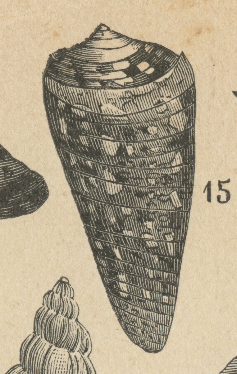 Ammiraglio (Conus admiralis).jpeg
