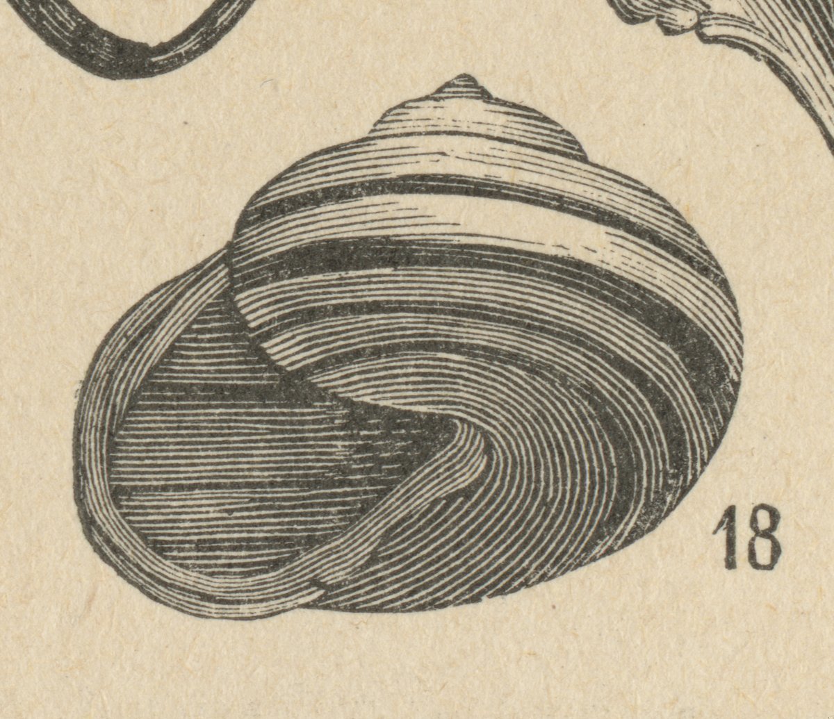 Chiocciola (Helix nemoralis).jpeg