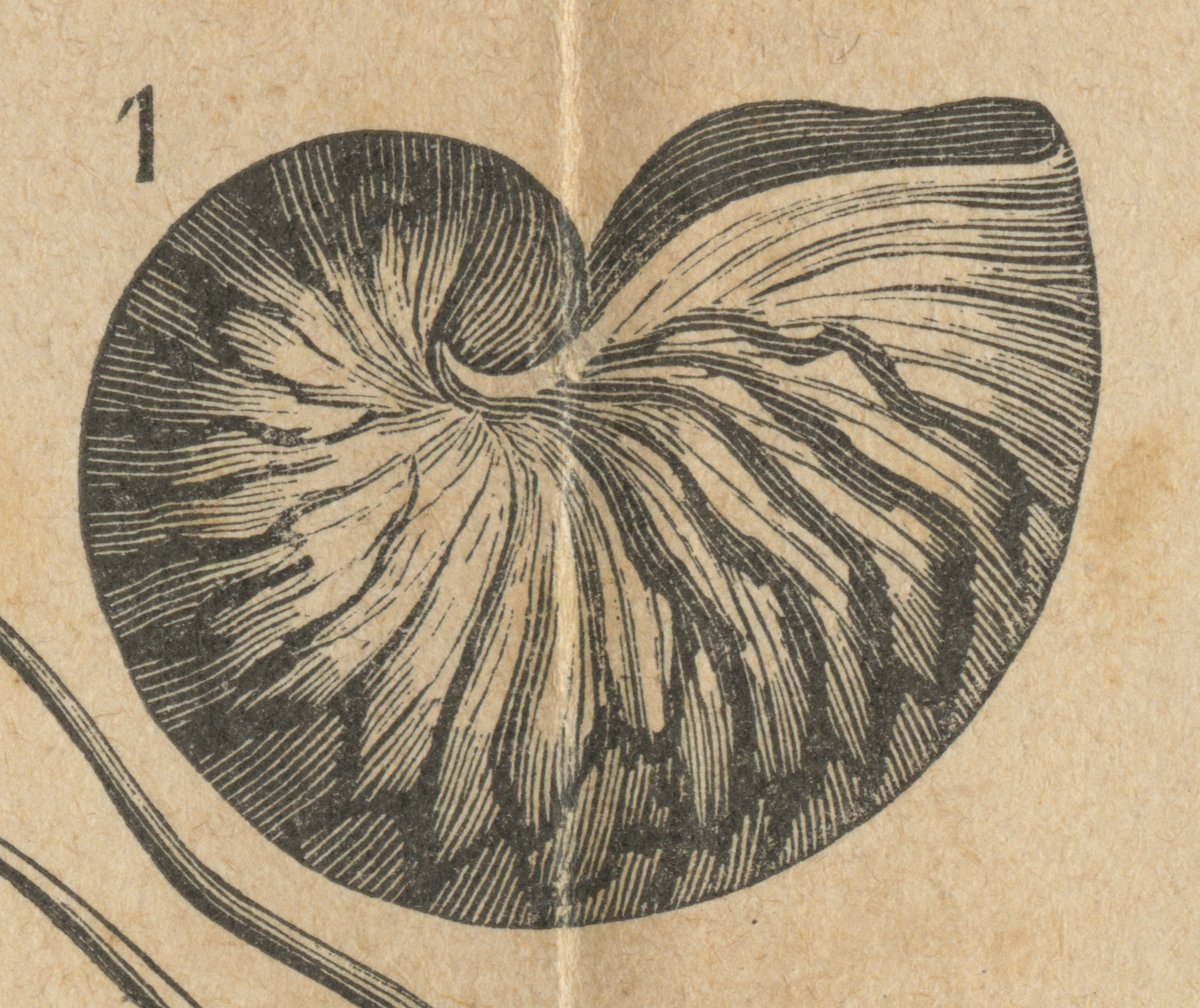 Conchiglia del nautilo (Nautilus pompilius).jpeg