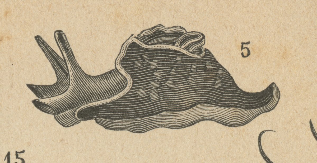 Lepre di mare (Aplysia punctata).jpeg