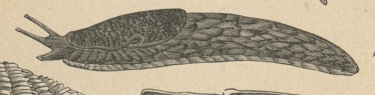 Limaccia degli orti (Arion hortensis).jpeg