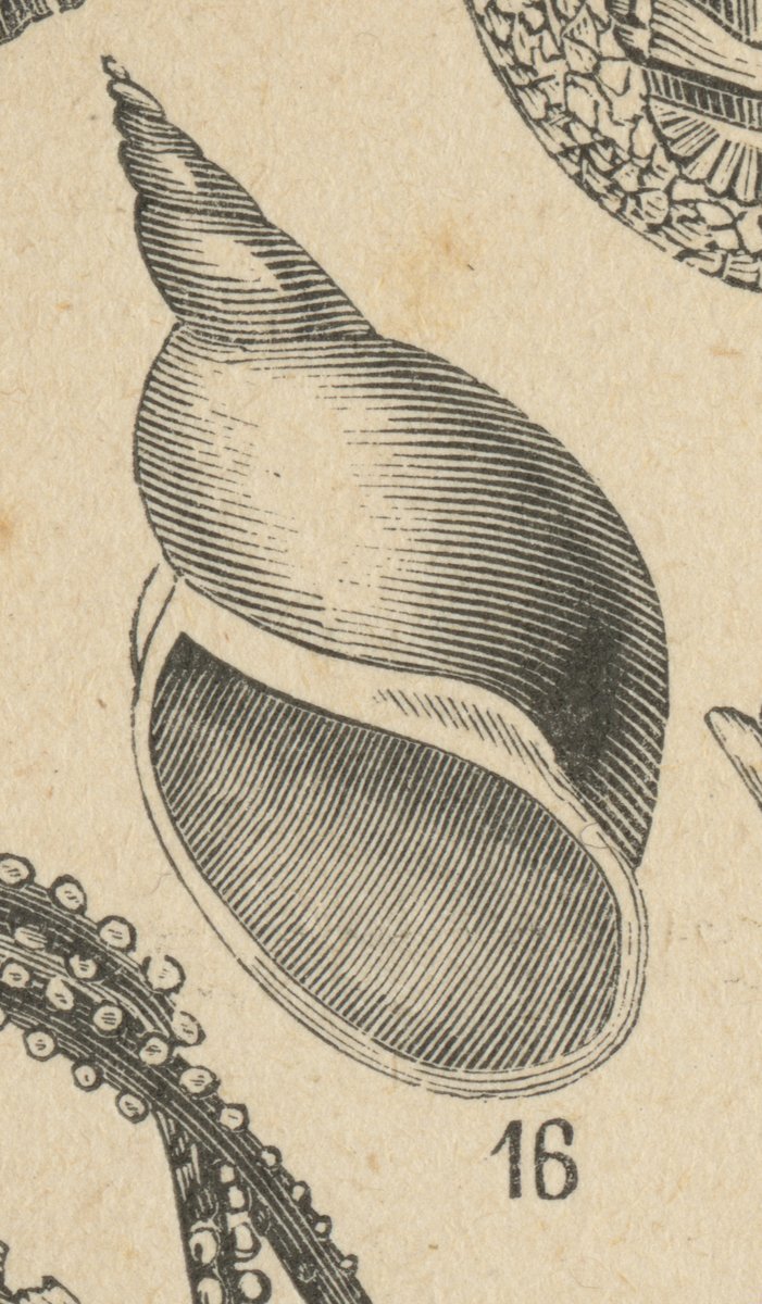 Limnea maggiore (Limnaea stagnalis).jpeg