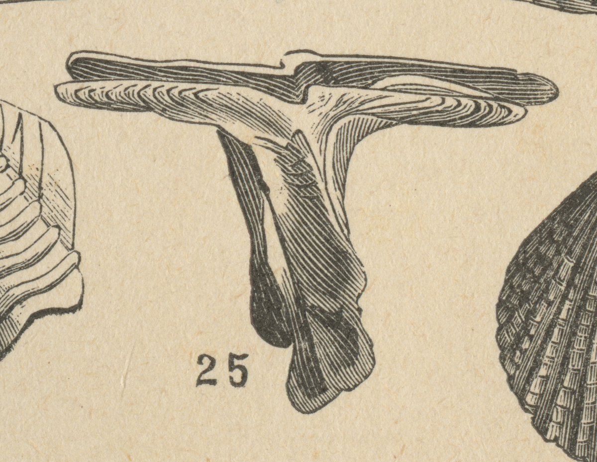 Martello (Malleus vulgaris).jpeg