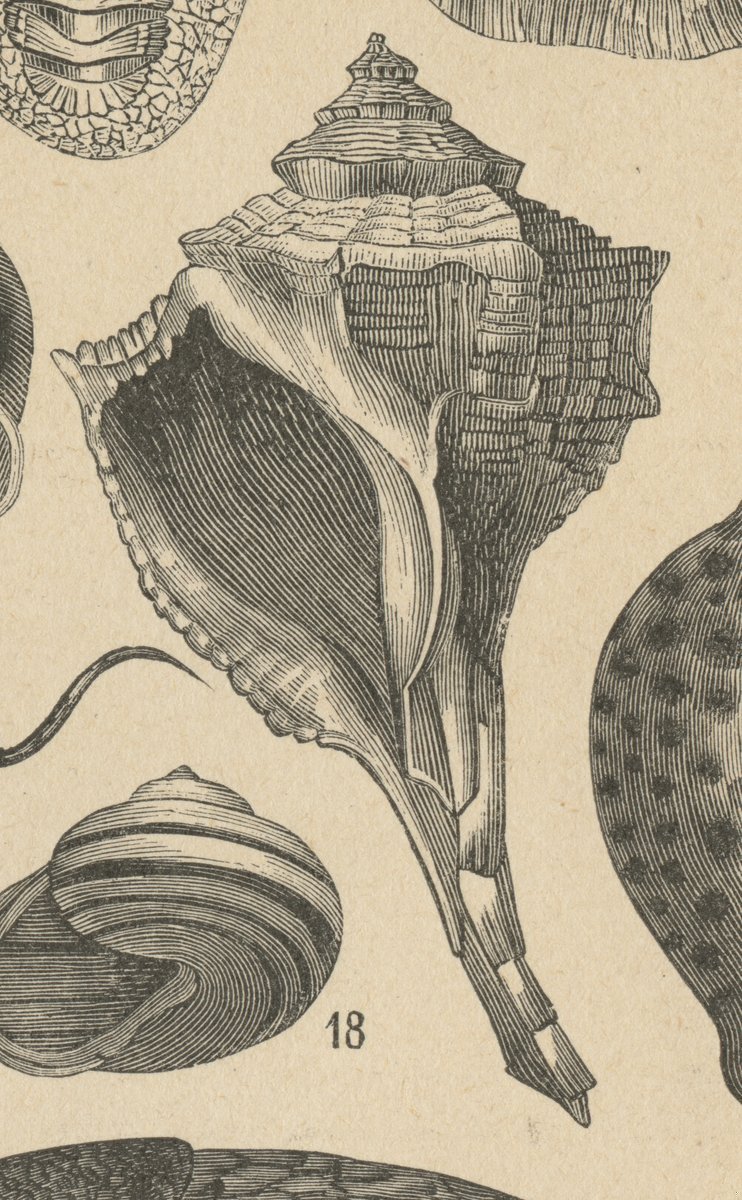 Murice o Carusolo (Murex brandaris).jpeg