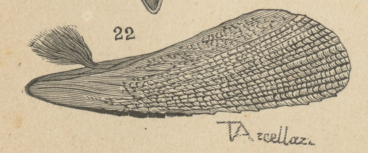 Nacchera (Pinna nobilis).jpeg