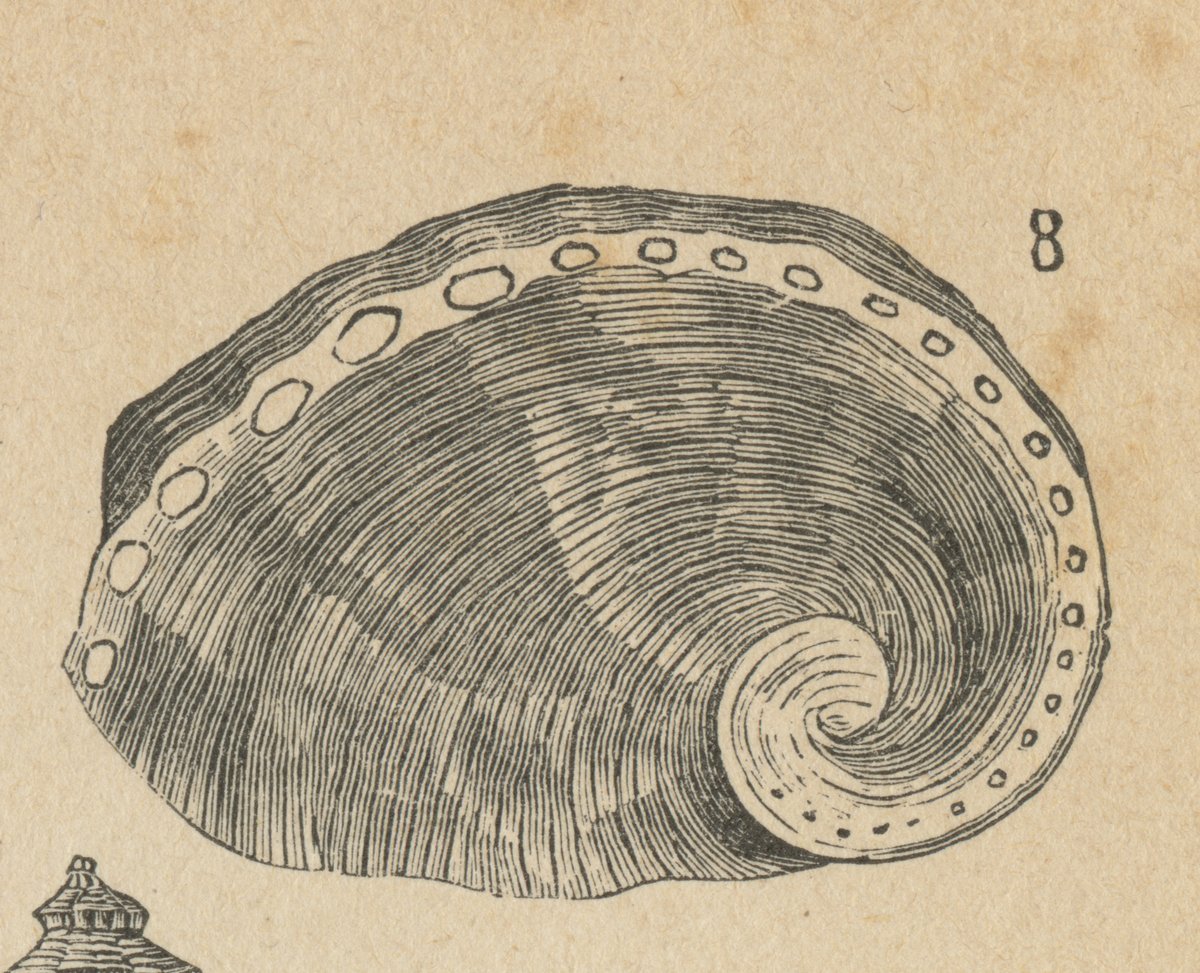 Orecchia di mare (Haliotis iris).jpeg