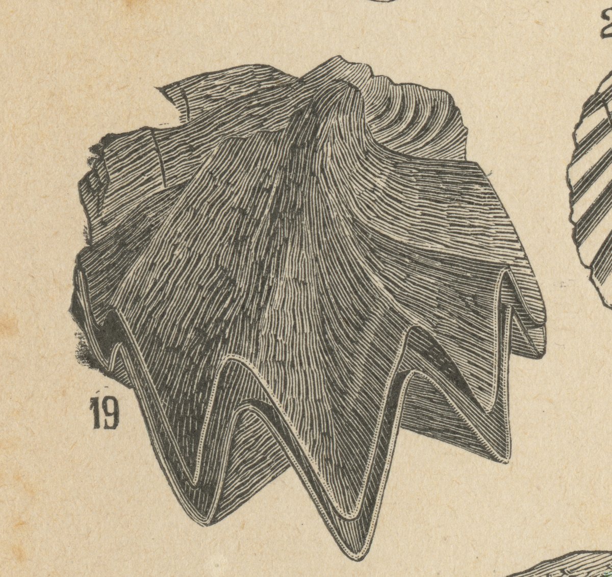 Ostrica cresta di gallo (Ostrea cristagalli).jpeg