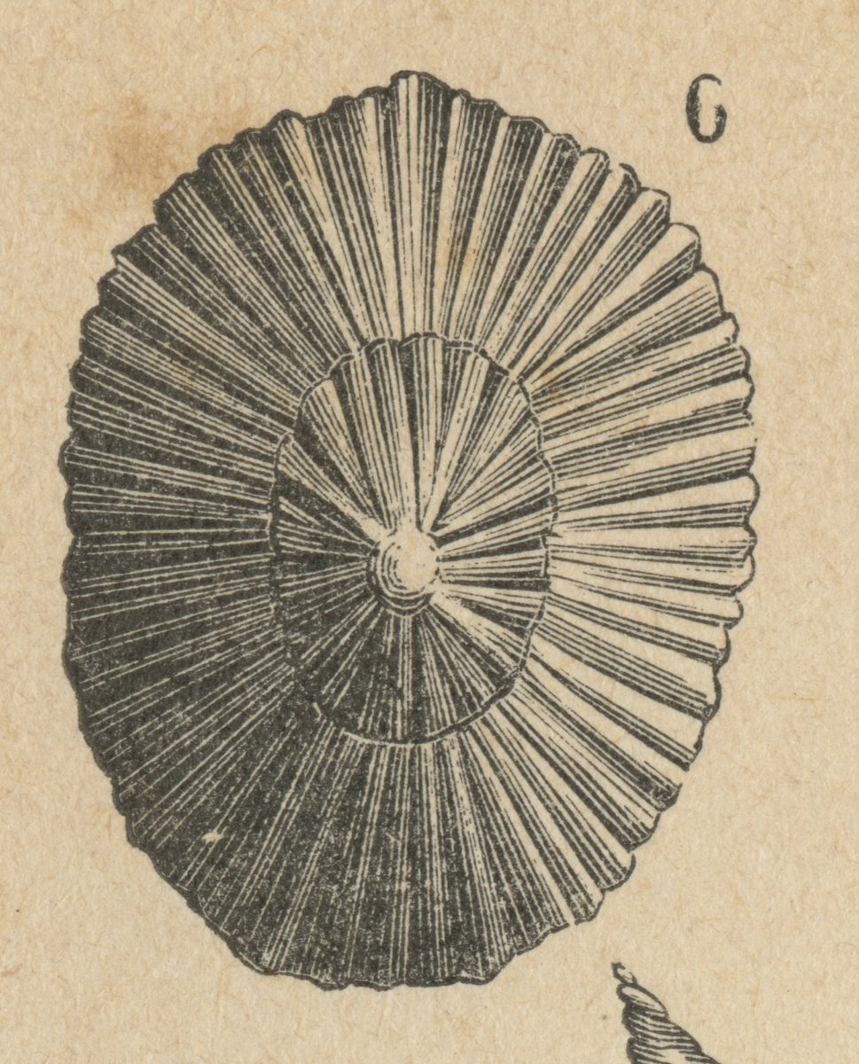 Patella (Patella lugubris).jpeg