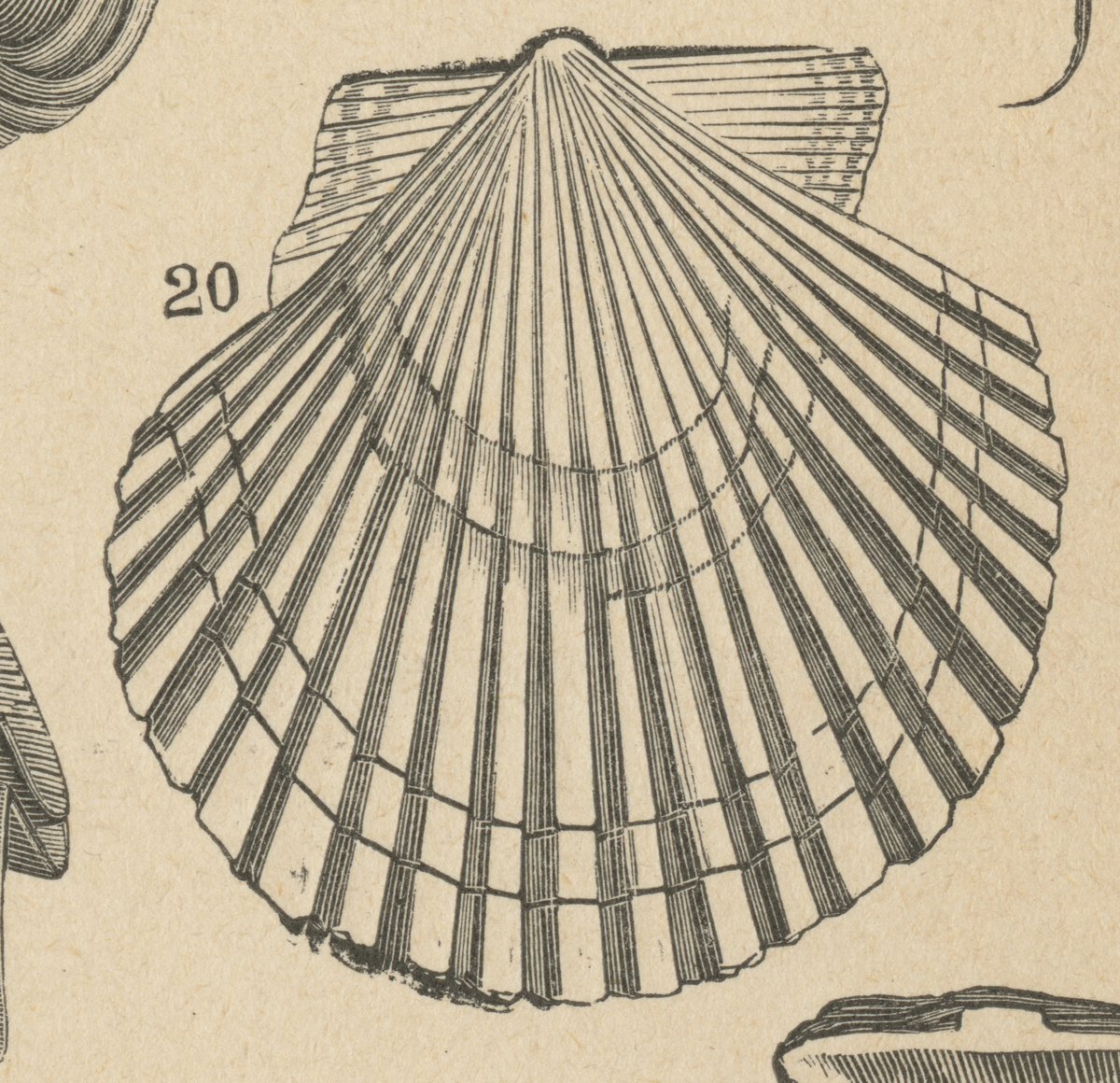 Pettine (Pecten maximus).jpeg