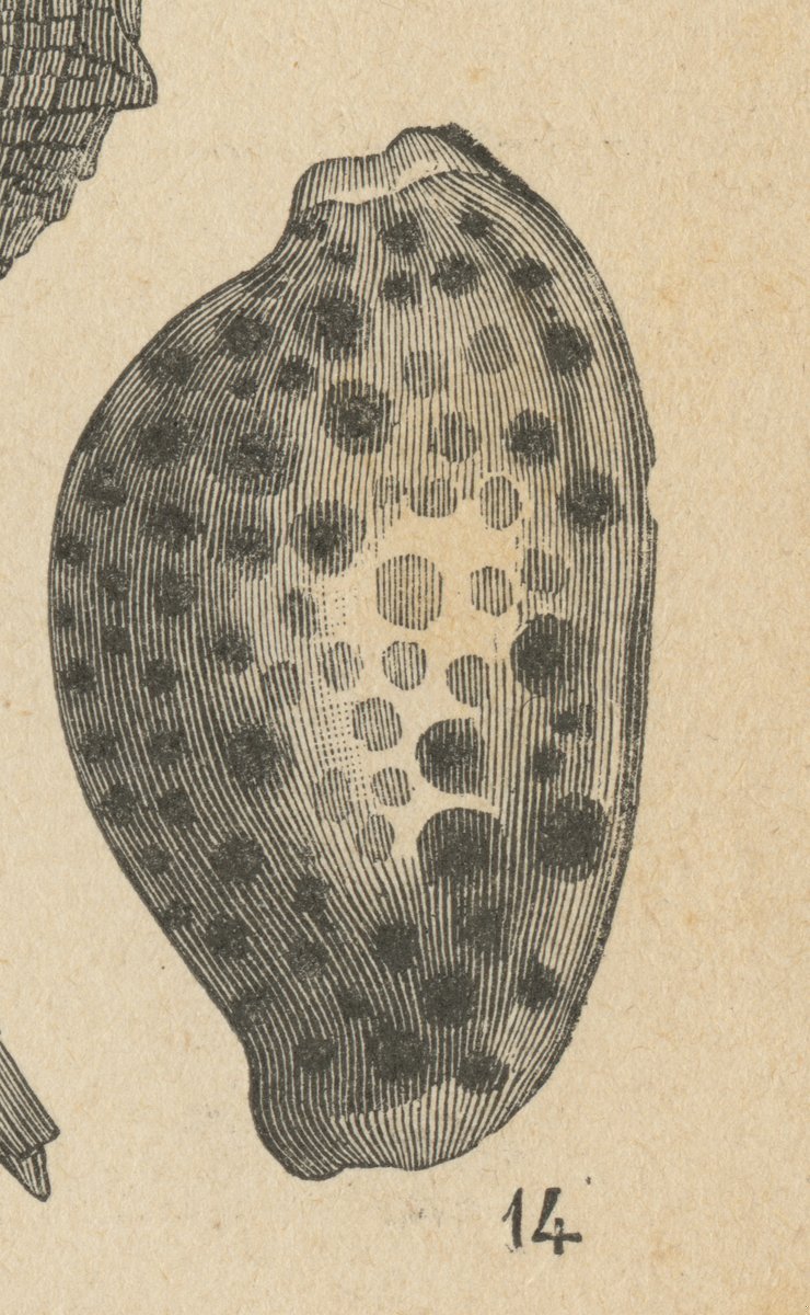Porcellana tigrata (Cypraea tigrina).jpeg