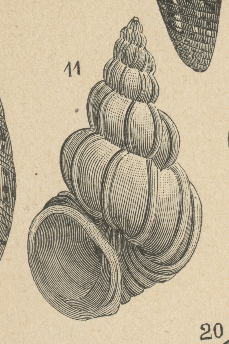 Scalaria preziosa (Scalaria pretiosa).jpeg