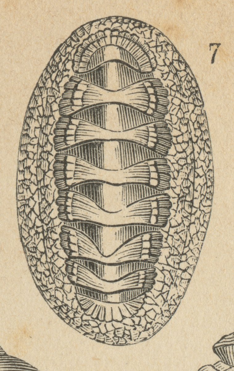 Scaraboide (Chiton squamosus).jpeg