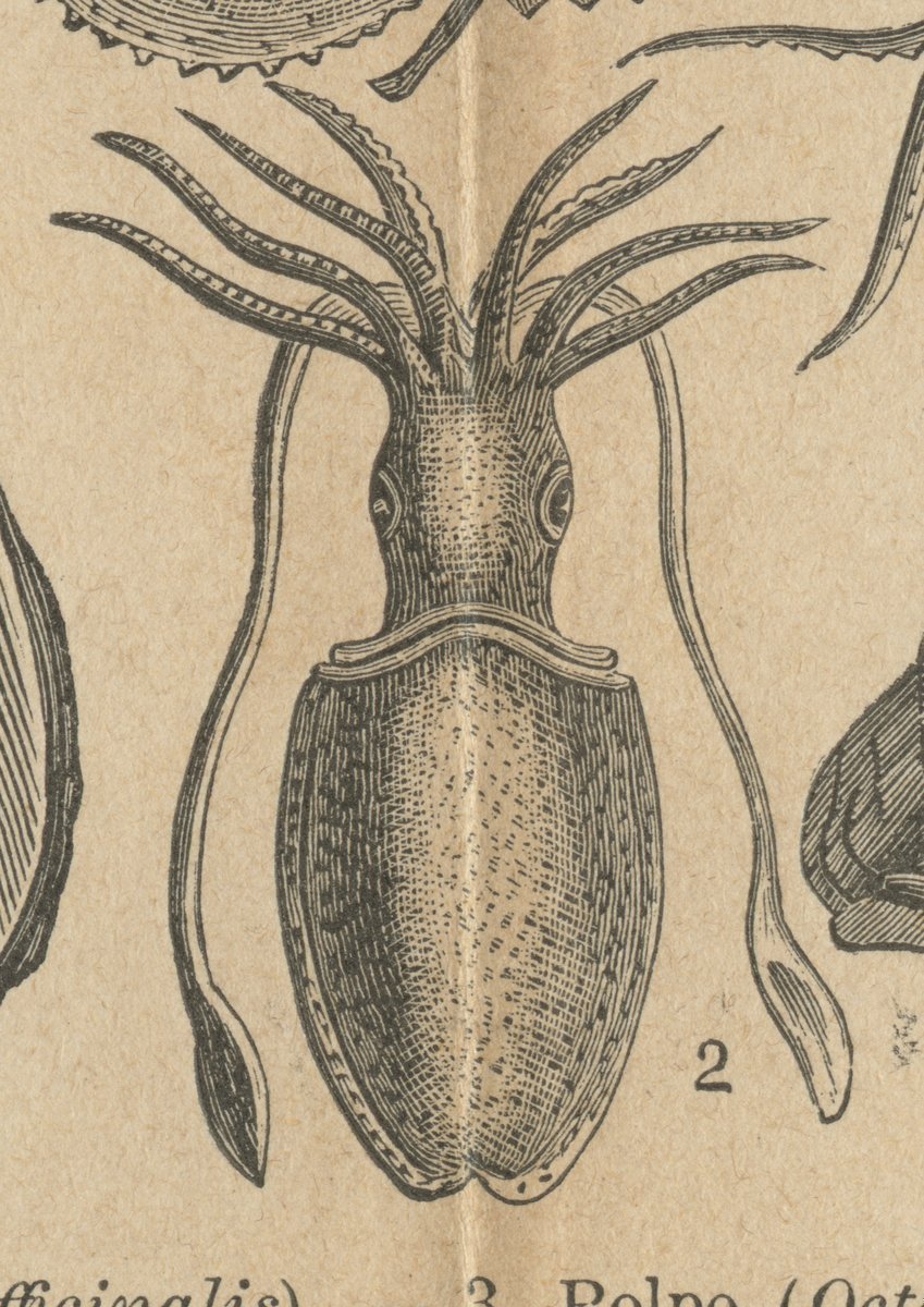 Seppia (Sepia officinalis).jpeg