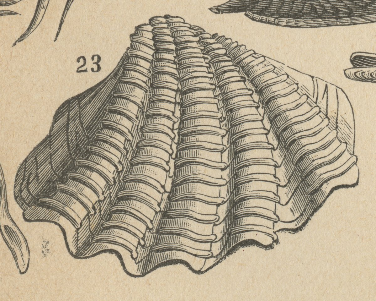 Tridacna (Tridacna gigas).jpeg