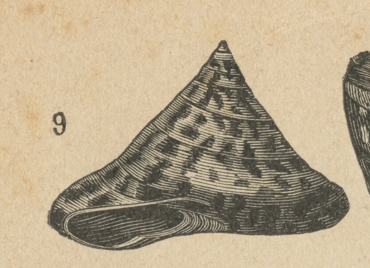 Trottola marmorizzata (Trochus marmoratus).jpeg